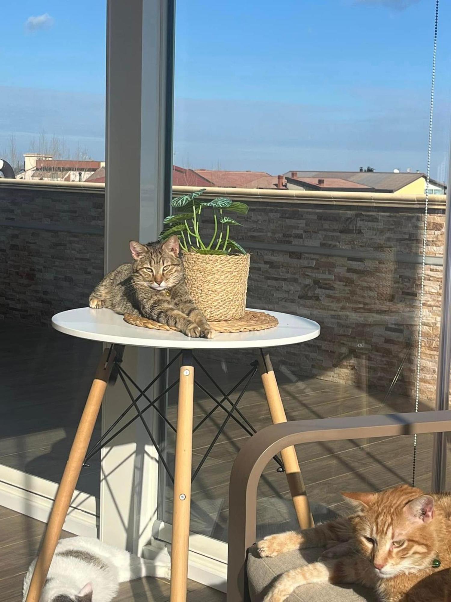 B&B La Terrazza Polifrone Cotronei Buitenkant foto